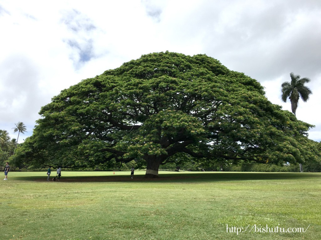 この木なんの木 ハワイ